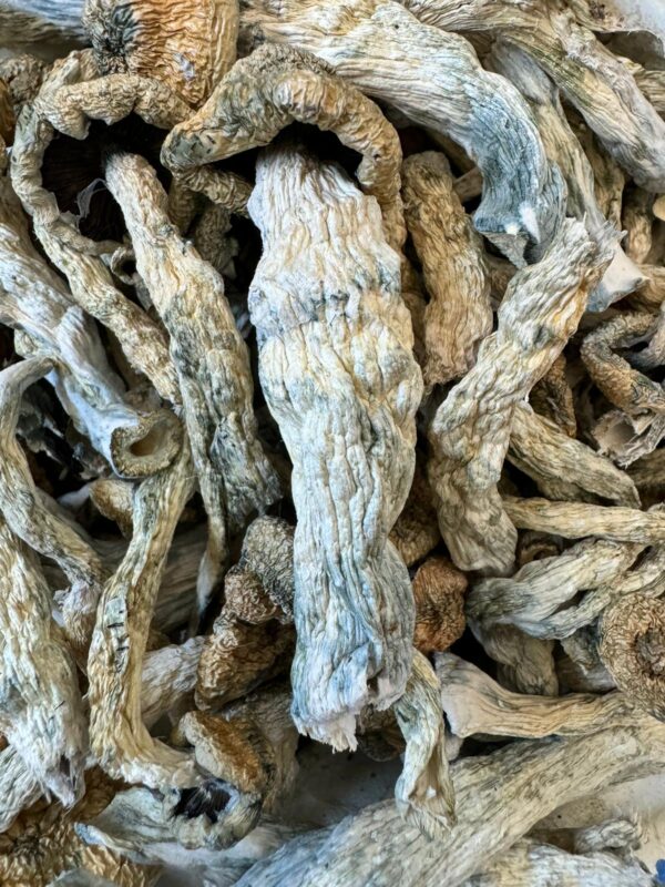 Magic Mushroom - Premium quality at $100 per ounce, psychedelic experience.