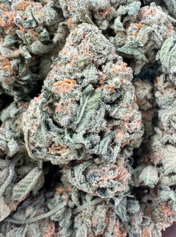 White Buffalo