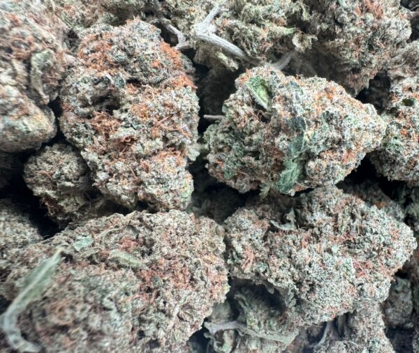 White Dawg