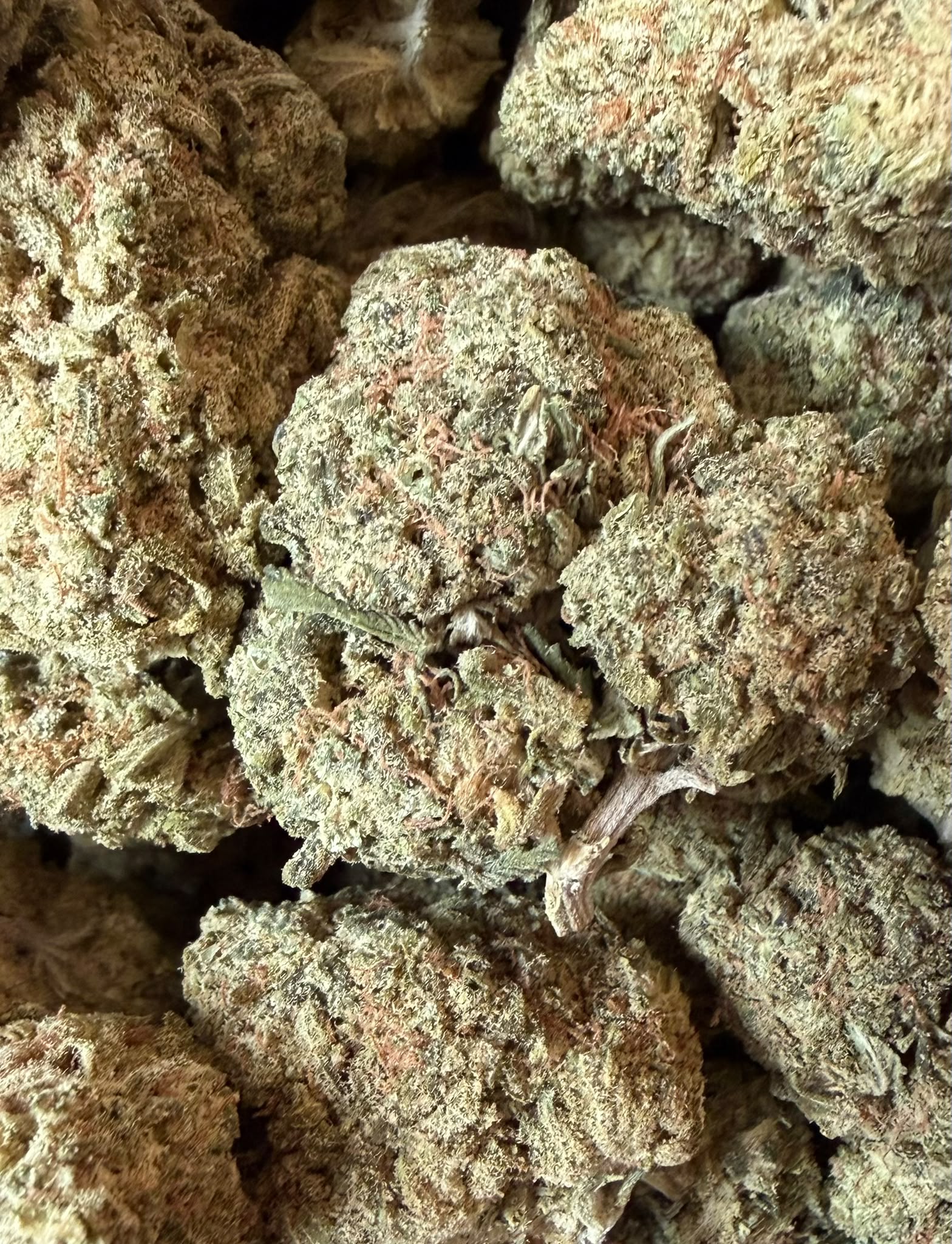 Red Bullz Sativa dominant Hybrid Red Bullz-Sativa dominant Hybrid
