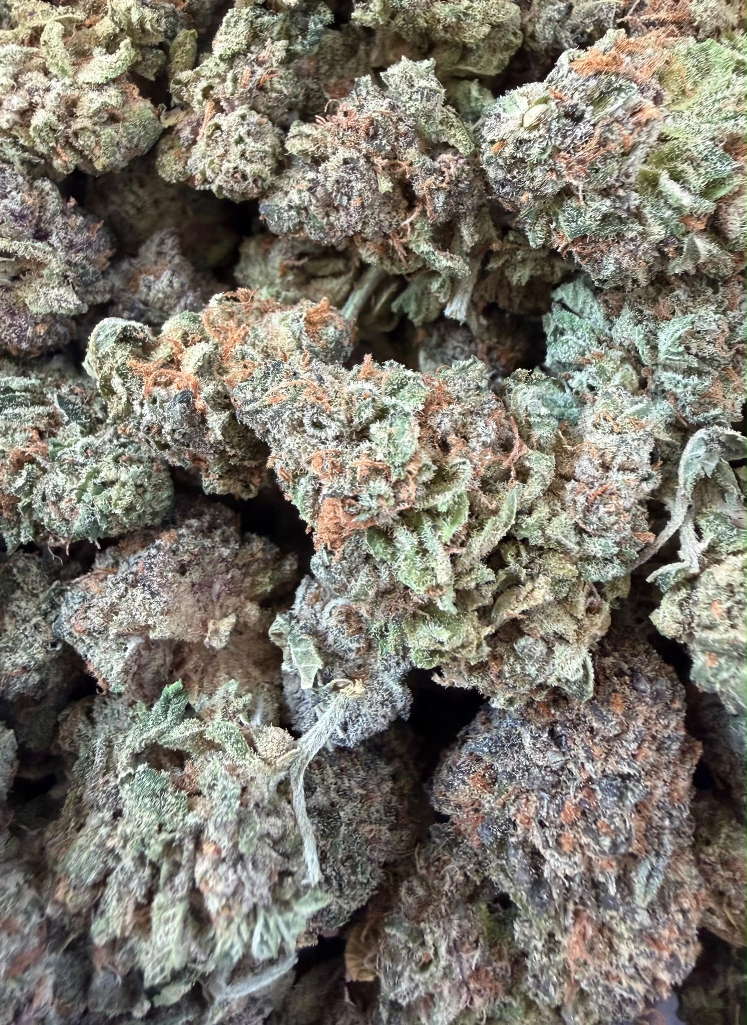 Gelato Gelato
